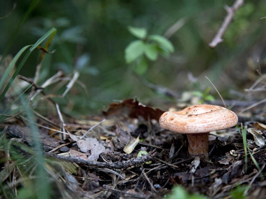Penzion Mas Pinoses Les Llosses Exteriér fotografie